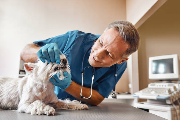 Best Emergency X-Rays and Diagnostics in Fowler, CA